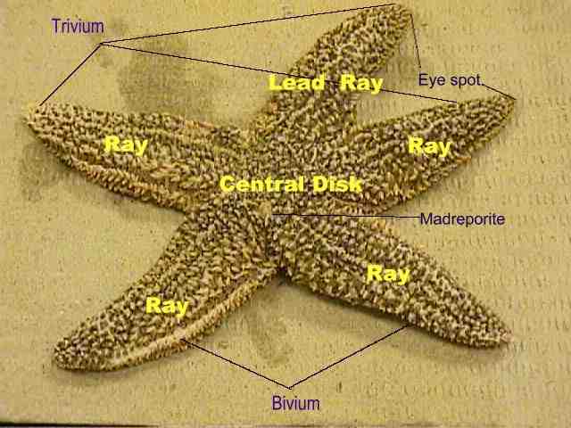 starfish ring canal function